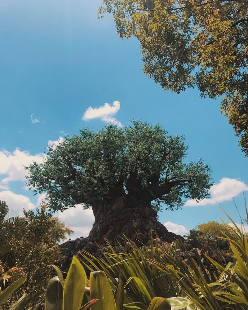 Disney’s Animal Kingdom